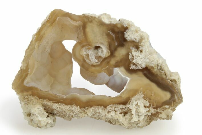 Agatized Fossil Coral Geode - Florida #256472